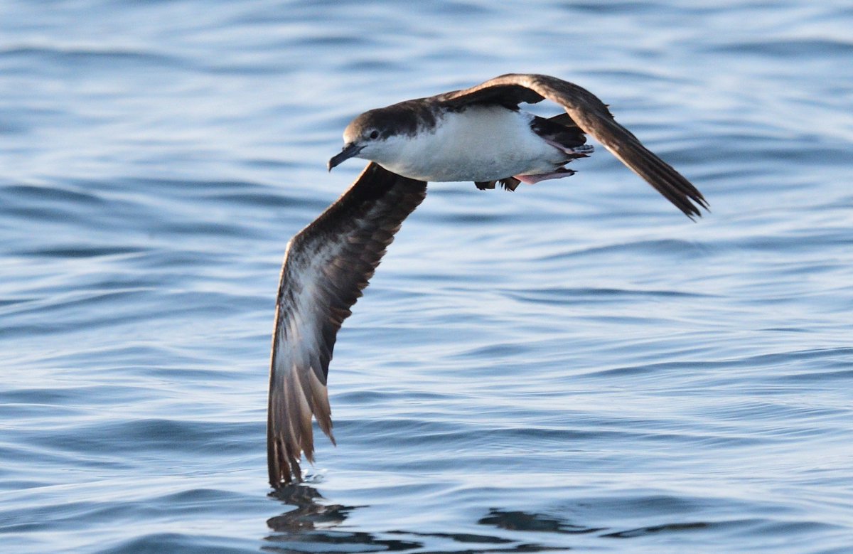 OmanBirding's tweet photo. There are currently 100's of seabirds passing the Dhofar coastline right now & many are Persian Shearwaters (see photos). But what else is out there? We are leading a 10 day seawatching tour there soon & hoping to find some rare birds!
#Oman #birding #seabirds #seawatching https://t.co/g3lgzGcxLc