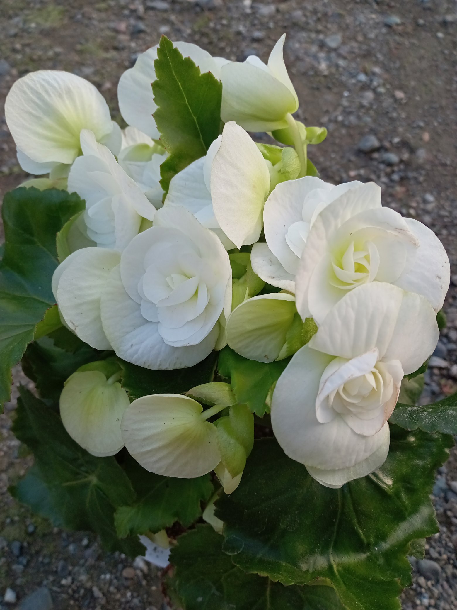 ❤️RCWB❤️新作❤️ さっちゃん❤️プロフ必読！ ❤️RCWB