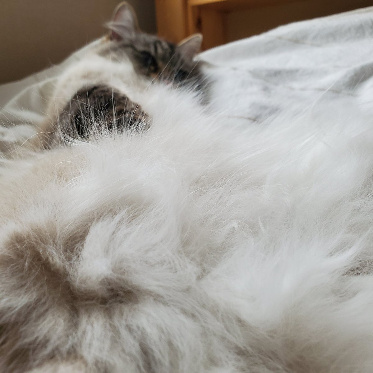 ふわふわな腹毛☁☁☁

#猫 #ねこかわいいね
#猫好きさんと繫がりたい𓏲𓎨