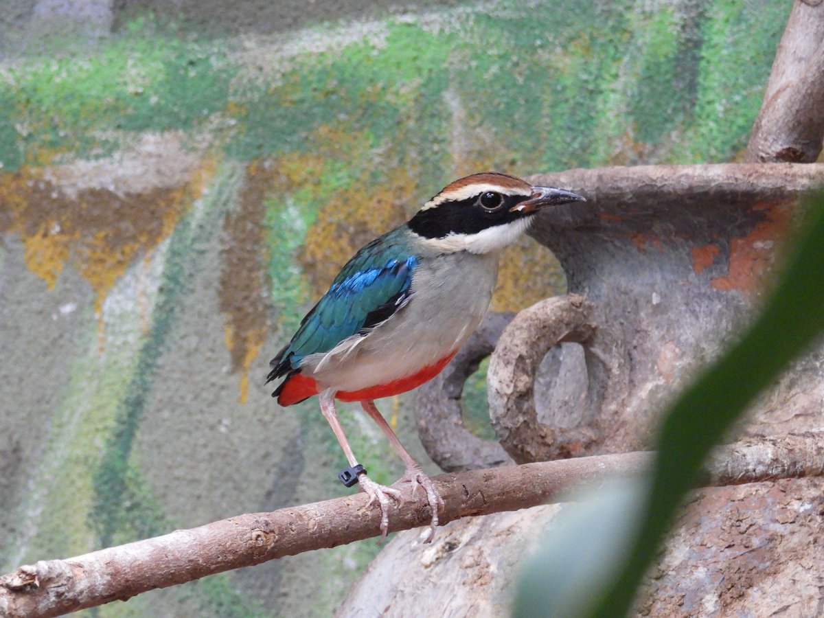 KochicityZoo's tweet image. 換羽がほぼ終了し、元の姿に近づきました。
美しい姿をぜひ見に来てください。

＃ヤイロチョウ
＃和の森わんぱーくこうちアニマルランド
＃換羽