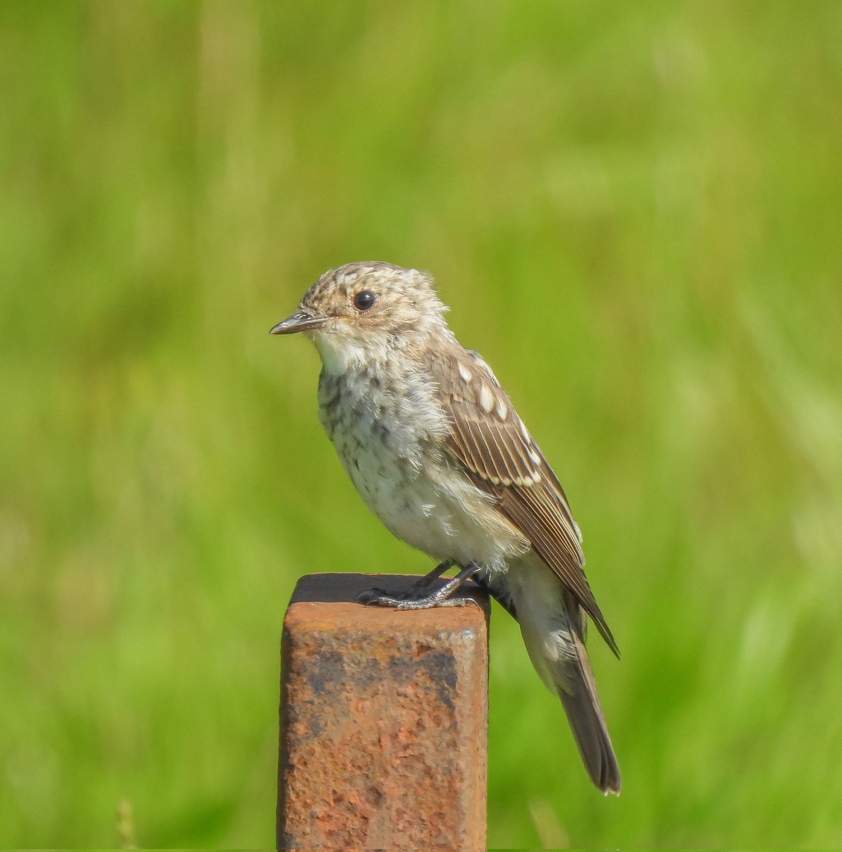 This morning was nice as I had this young spotted Flycatcher, which is always a good thing to see for any area