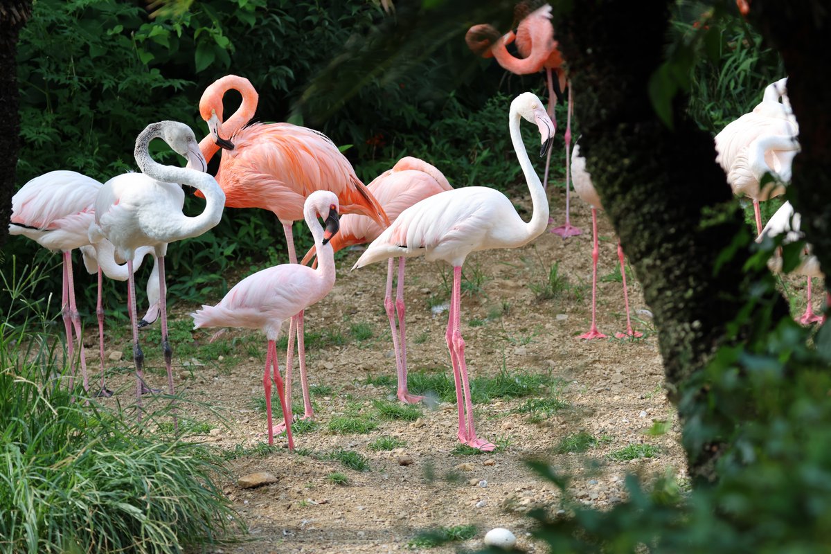 KochicityZoo's tweet image. この小さなフラミンゴはこどもと勘違いされがちですが、 #コフラミンゴ という種で、立派な成鳥です。
わんぱーくでは１羽しか飼育していないので他の種との違いにもぜひ注目して探してみてください！

#和の森わんぱーくこうちアニマルランド
#フラミンゴ