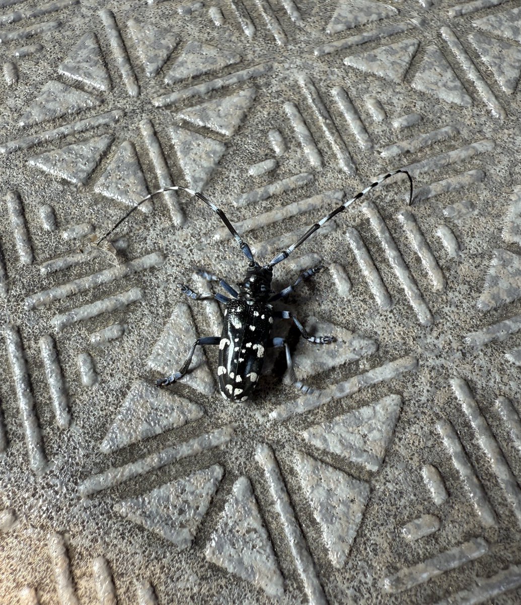 insect_sayuri's tweet photo. ゴマダラカミキリがいました！カミキリムシは長い触角が特徴ですね。 https://t.co/Jzl6gQ528z