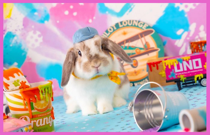 うさぎとCafe🐰うさぎカフェ on X: 