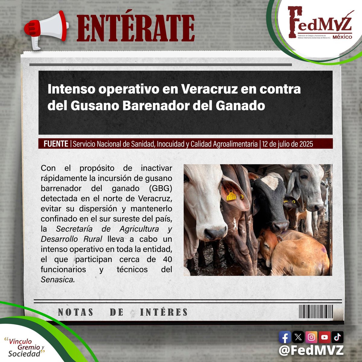 FedMVZ | Federación de Médicos Veterinarios 🇲🇽 (@fedmvz) on Twitter photo #Entérate 📷 | Intenso operativo en Veracruz en contra del GBG📷<a href="/SENASICA/">Senasica</a> <a href="/Agricultura_mex/">Secretaría de Agricultura y Desarrollo Rural</a> <a href="/JulioBerdegue/">Julio Berdegué</a>
📷Nota Completa📷bit.ly/44Na1XJ #Entérate 📷 | Intenso operativo en Veracruz en contra del GBG📷<a href="/SENASICA/">Senasica</a> <a href="/Agricultura_mex/">Secretaría de Agricultura y Desarrollo Rural</a> <a href="/JulioBerdegue/">Julio Berdegué</a>
📷Nota Completa📷bit.ly/44Na1XJ