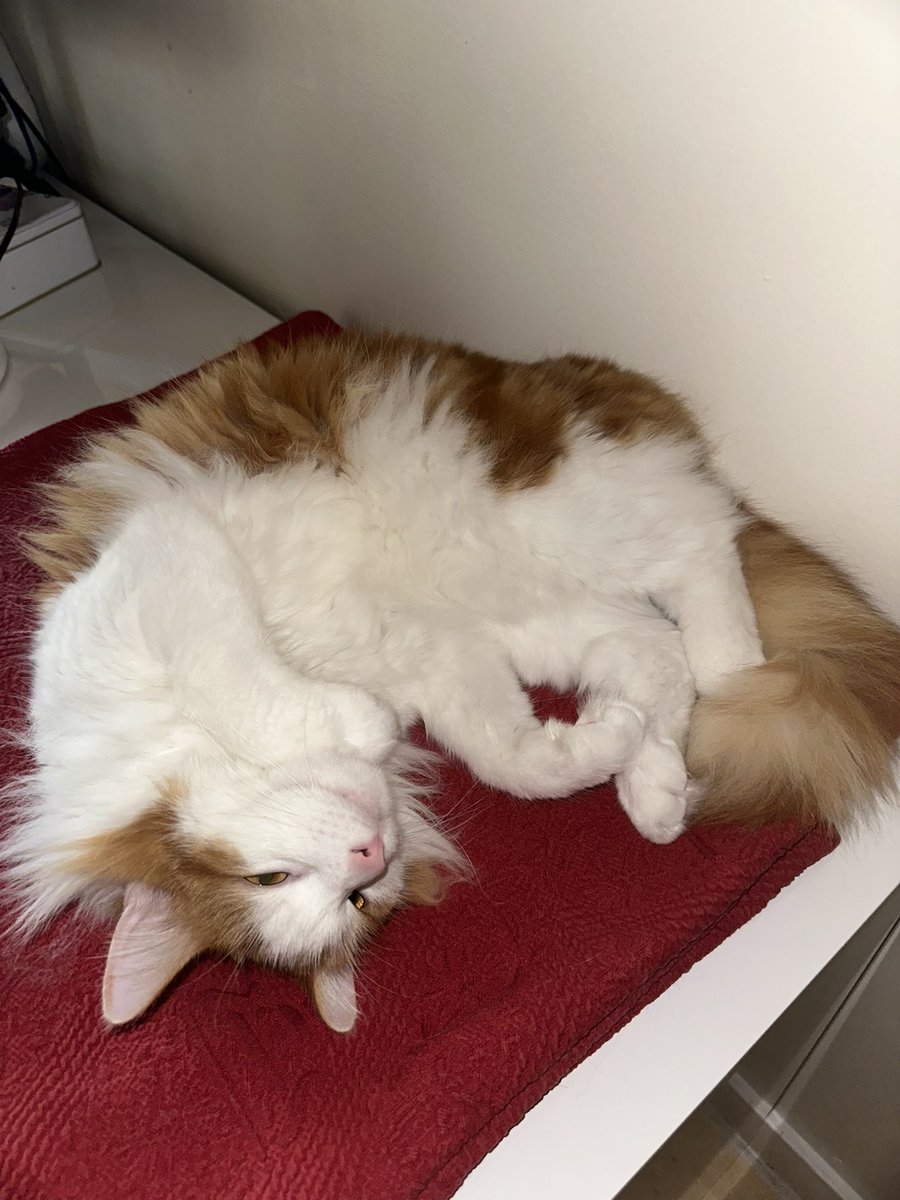 🇲🇦أيوب tweet media