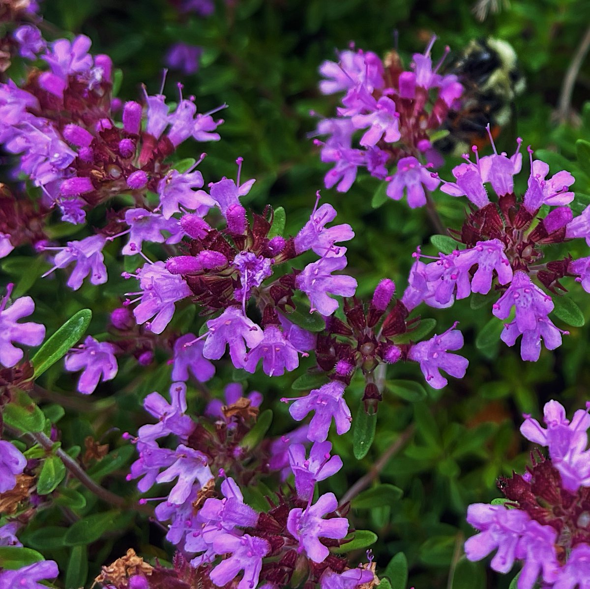 alpine flowers &gt;&gt;&gt;