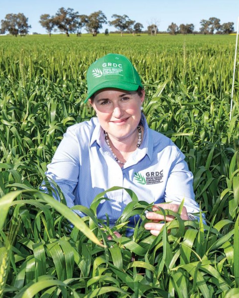 theGRDC's tweet image. Building networks, gaining a mentor & growing confidence are just a few of the benefits of the @NationalFarmer’s Diversity in Agriculture Leadership Program (#DiALP).
“I’d encourage others to apply, especially those with leadership aspirations,” says GRDC Northern Panel member…