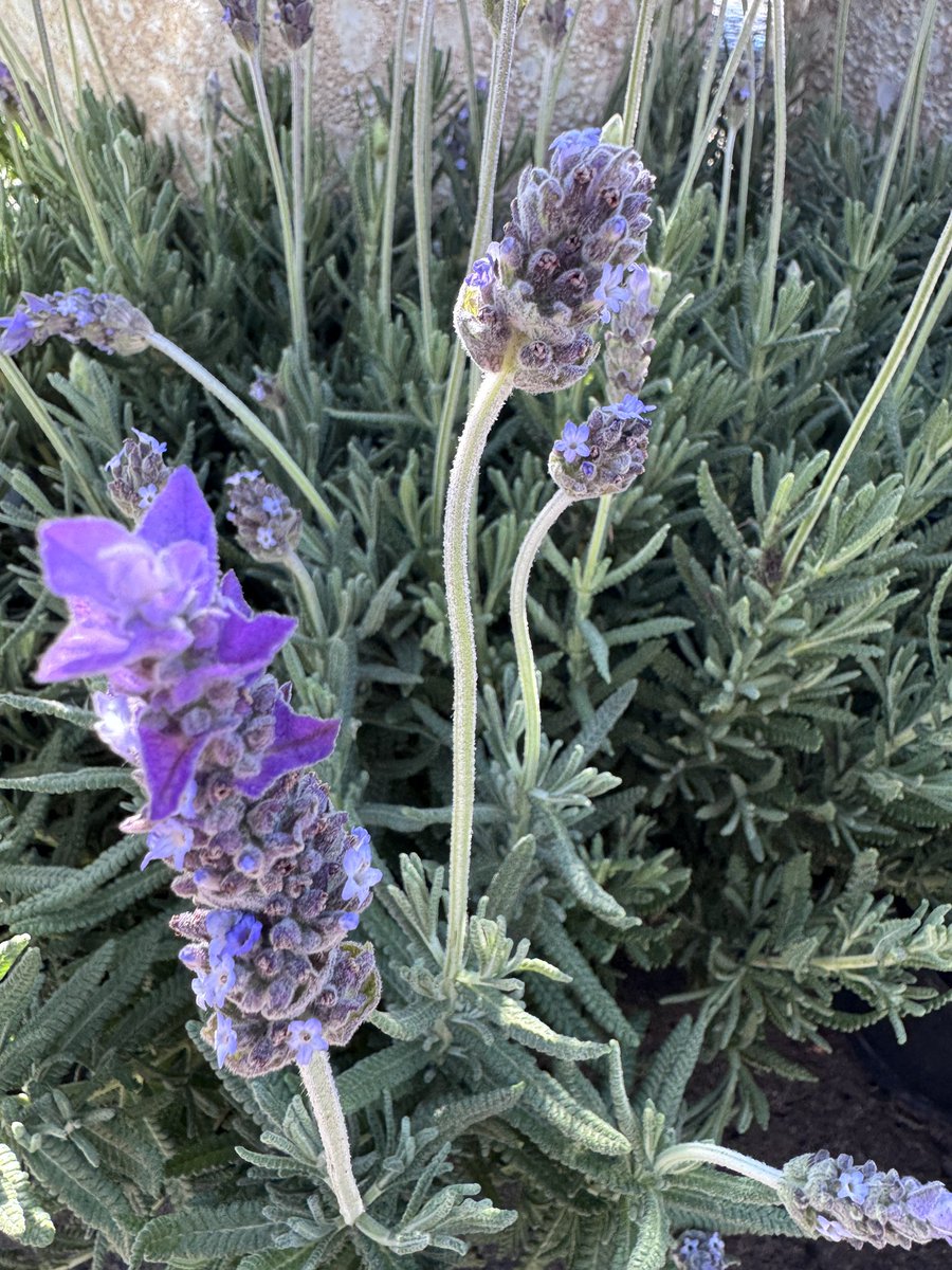 EckardsGarden's tweet image. The smell of spring is here. Our first lavenders are in and the bees are already celebrating 🌸
#lavenderseason #springstart #eckardsgarden