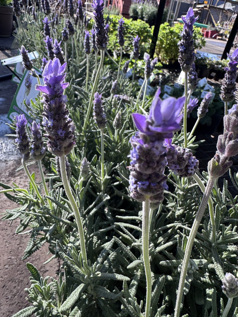 EckardsGarden's tweet image. The smell of spring is here. Our first lavenders are in and the bees are already celebrating 🌸
#lavenderseason #springstart #eckardsgarden