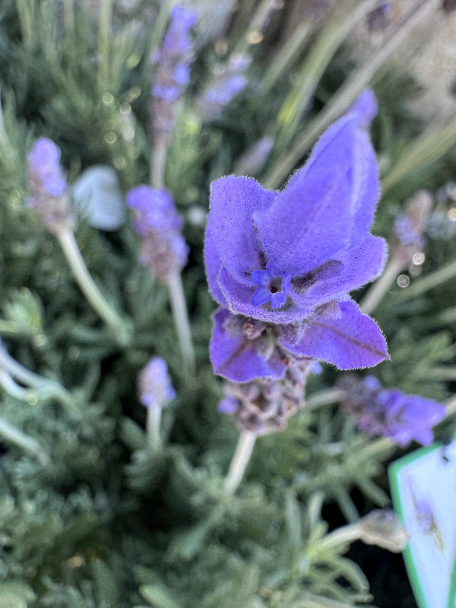 EckardsGarden's tweet image. The smell of spring is here. Our first lavenders are in and the bees are already celebrating 🌸
#lavenderseason #springstart #eckardsgarden