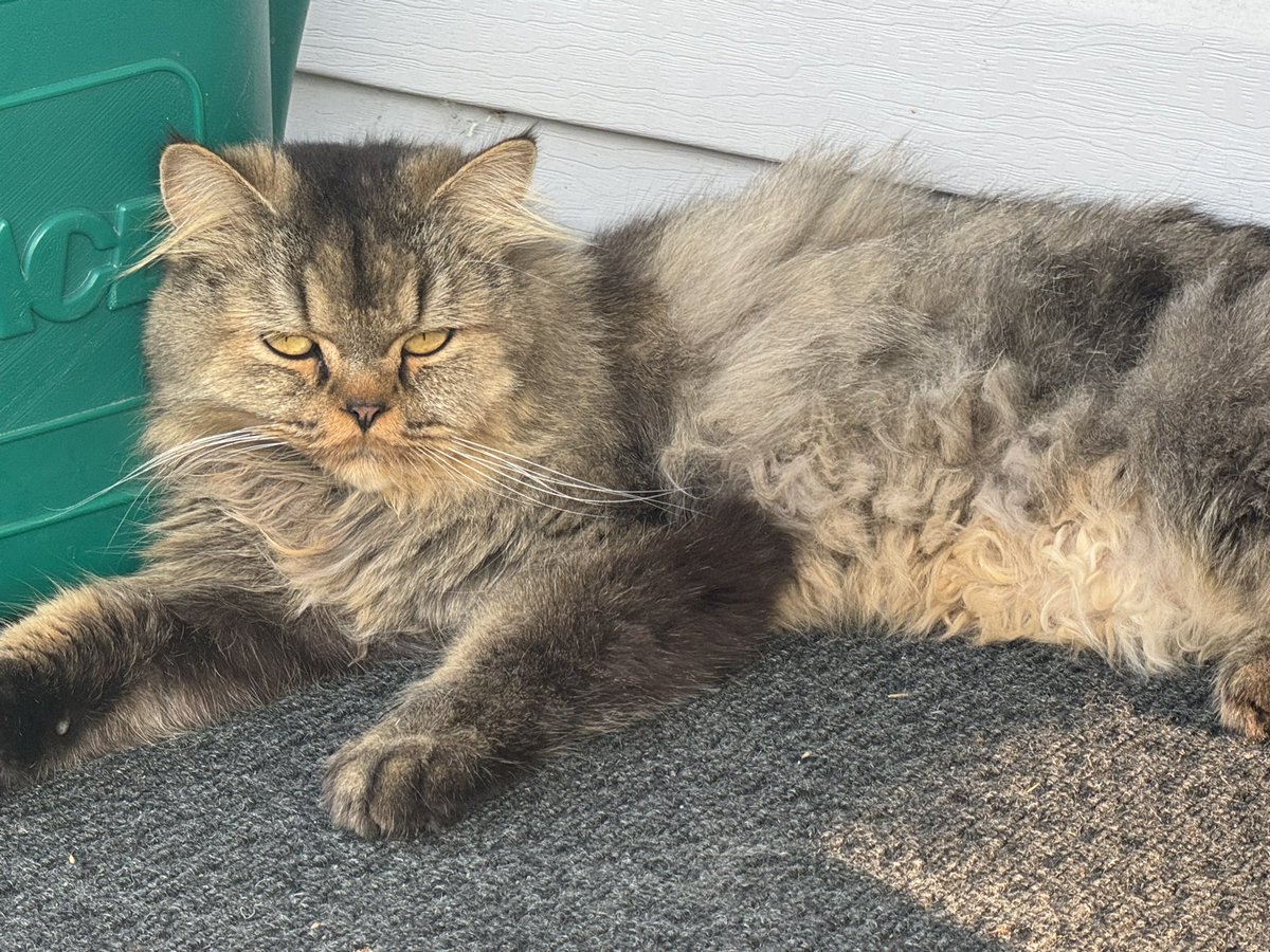 MikeMcGPontiac's tweet image. This cat I met while door knocking had so much personality. He was over the heat, too 🙃