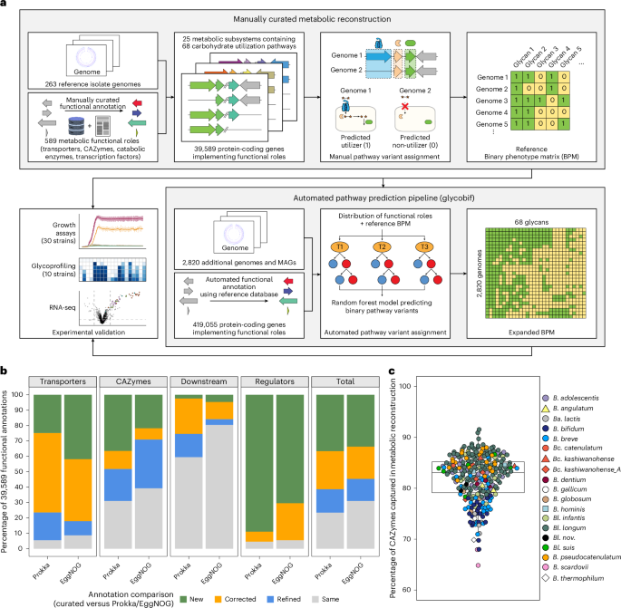 NatureMicrobiol's tweet image. Out Now! Integrative genomic reconstruction reveals heterogeneity in carbohydrate utilization across human gut bifidobacteria bit.ly/40YmVRs #Genomics #Microbiology #Bifidobacteria