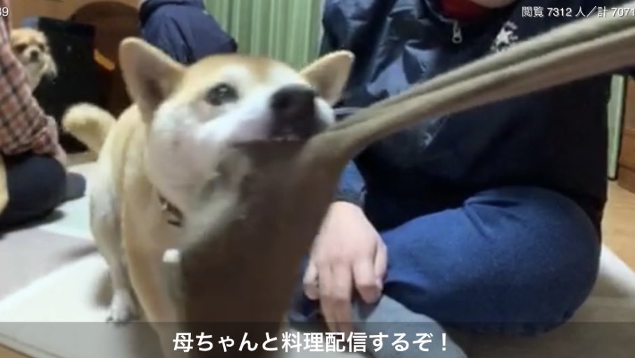 まめちゃん　 まめちゃん　