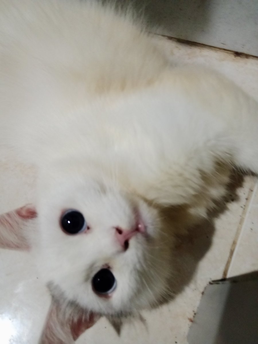 Hari ini mico steril, doakan lancar ya manteman