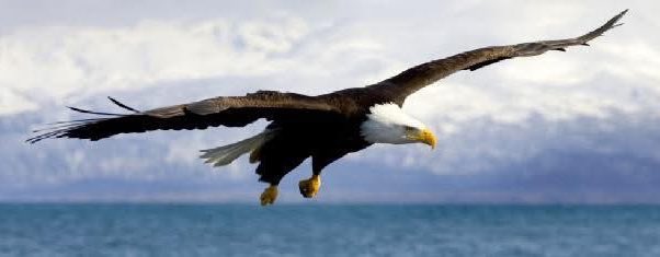 CSMinPublishing's tweet image. "But those who wait on the Lord
Shall renew their strength;
They shall mount up with wings like eagles,
They shall run and not be weary,
They shall walk and not faint"
(Isaiah 40:31).