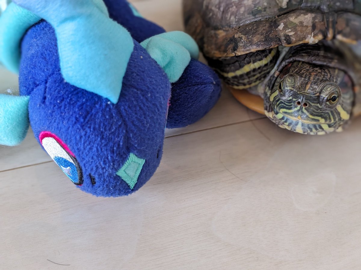 カメちゃん Amazon.co.jp: グローバルジャパン さよならカメちゃん 掛け