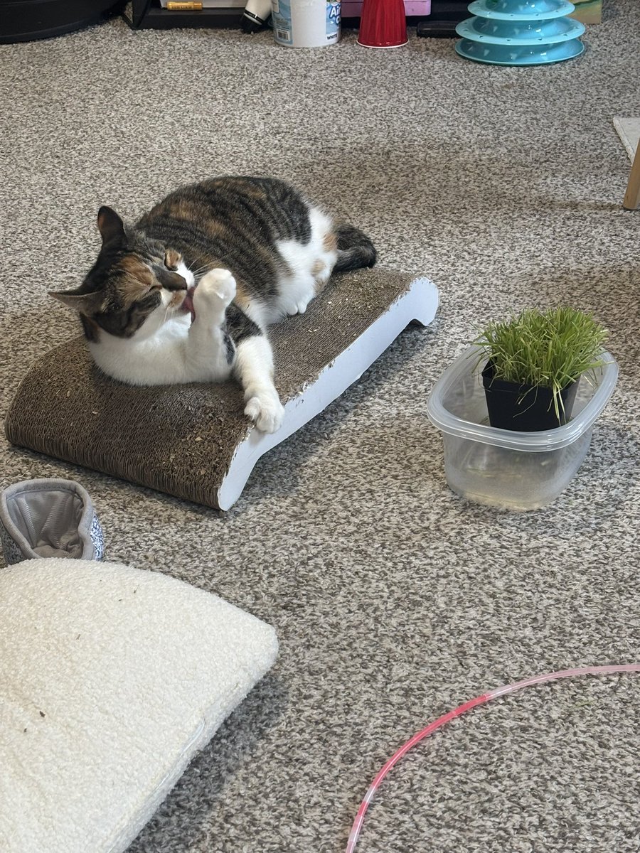 blossumupdate's tweet image. Blossum is just cleaning up a little