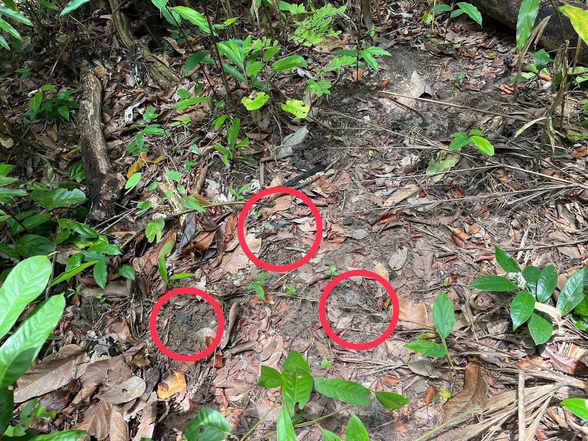 เบาะเเสการวางทุ่นระเบิดใหม่…โดยวาสนา นาน่วม โพสต์เมื่อเช้านี้ (17 ก.ค. 68) 

——— 

เร่งตรวจสอบทุนระเบิด
ในพื้นที่เนิน 481

คาดเป็น ทุ่นระเบิด PMN-2 ที่เป็นทุ่นใหม่ จากรัสเซีย

ไม่ใช่ระเบิดล็อตเก่า
แถม “นปท.3” หน่วยเก็บกู้ทุนระเบิดได้กวาดล้างทำลายไปหมดแล้ว ก่อนหน้านี้