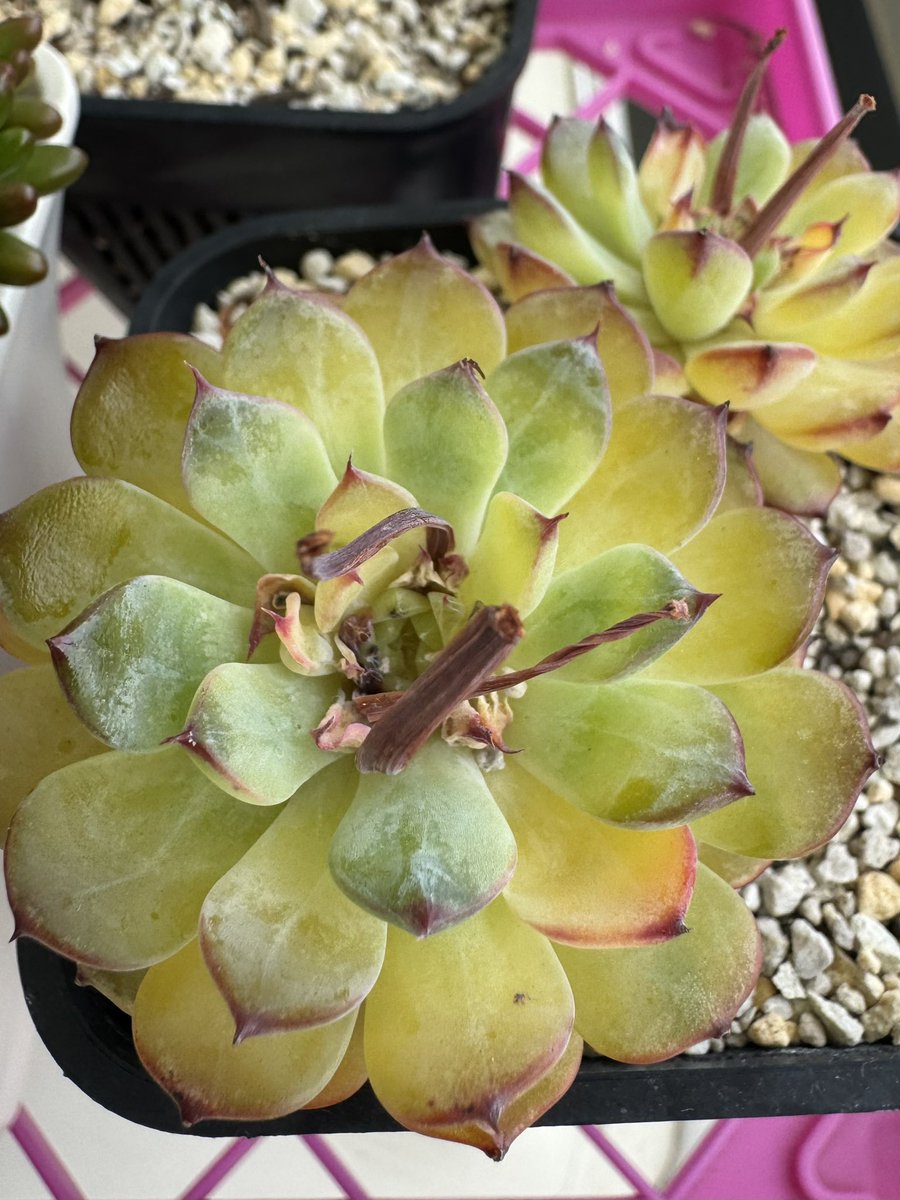 nico_glsm's tweet photo. 台風…っ！(；ω；)
#多肉植物 https://t.co/lVC7ZkdTX9