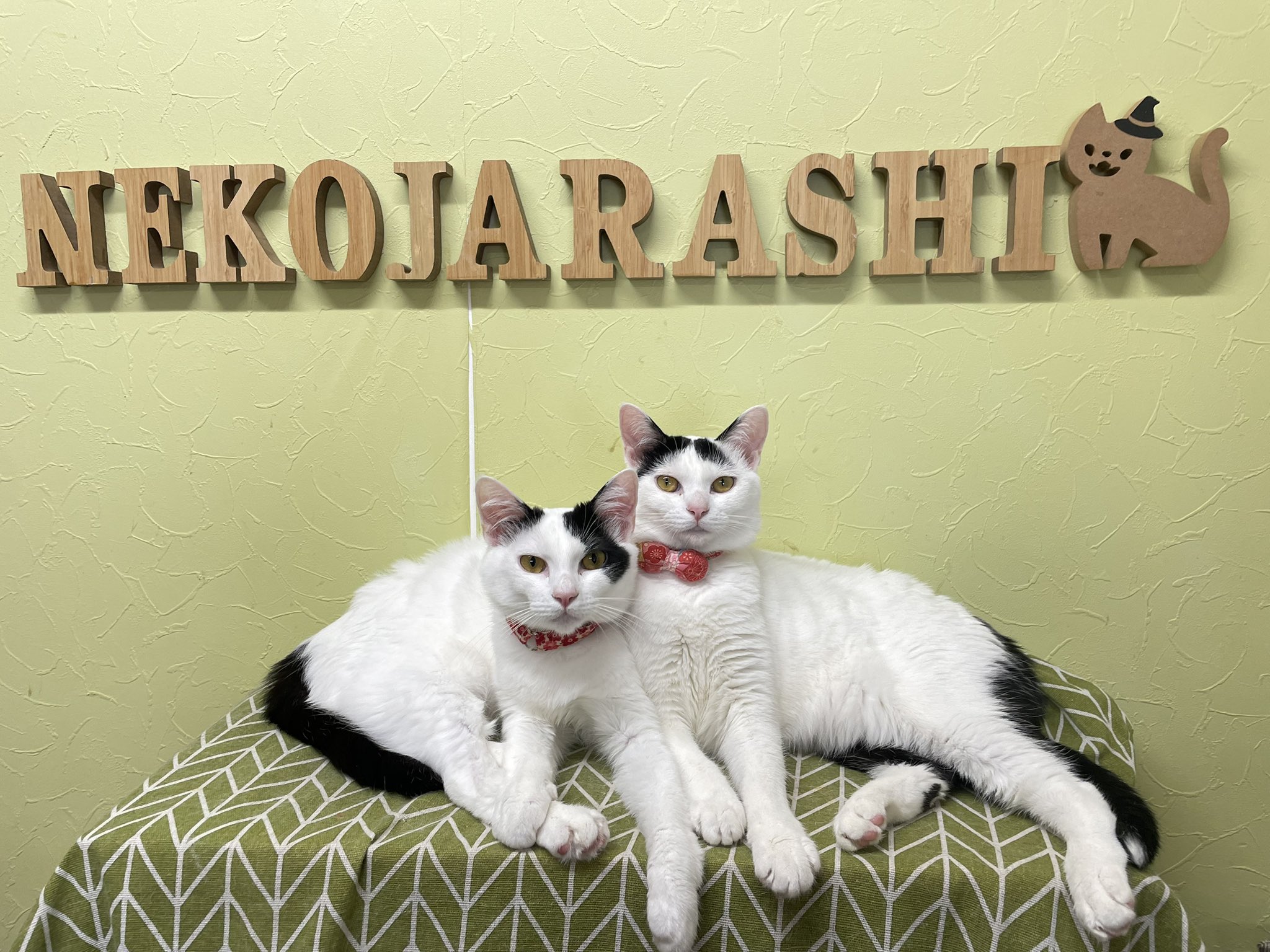 cat'scafeねこじゃらし on X: 