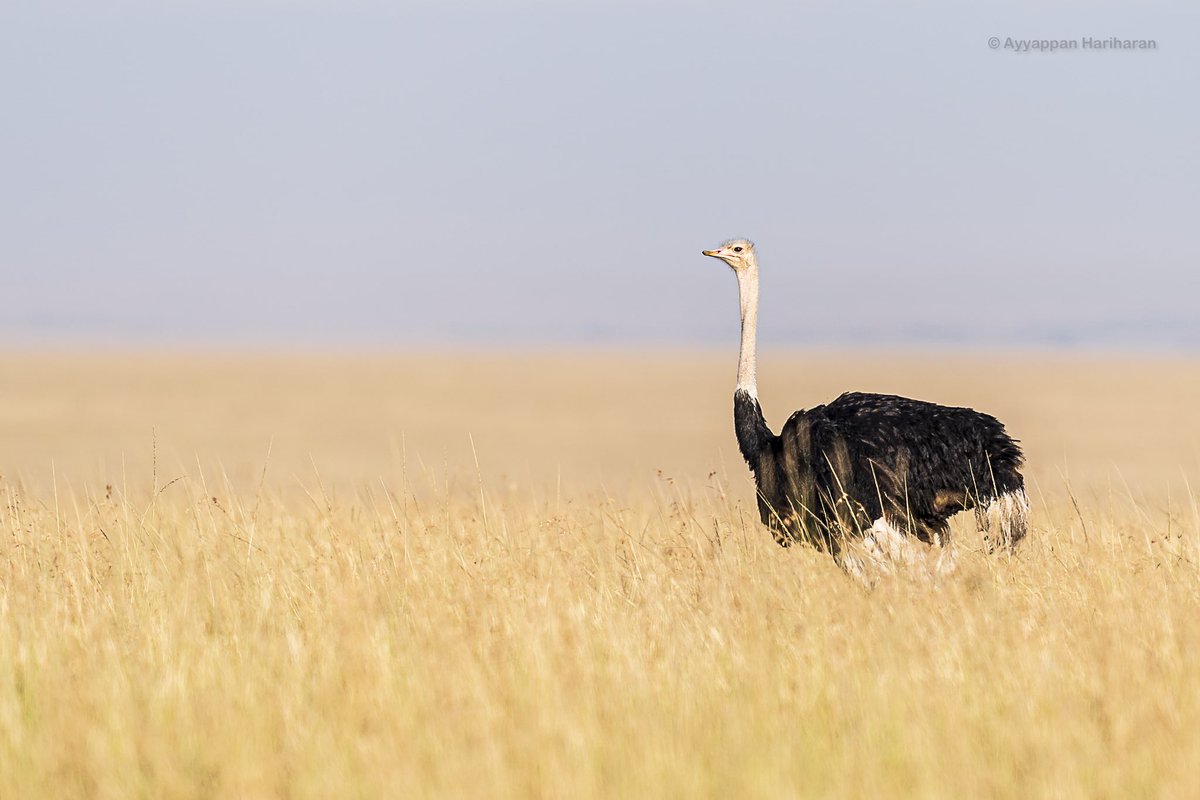 passivelyactive's tweet image. Kenya bird count 32
Tallest and the largest bird on Earth.
Ostrich.
Pic taken at Masai Mara.
#IndiAves #BBCWildlifePOTD #natgeoindia #ThePhotoHour #SonyAlpha #birdsofkenya