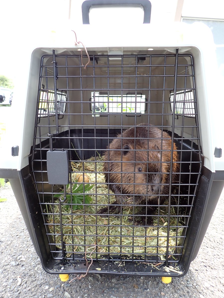 HitachiCity_Zoo's tweet image. 和歌山城公園動物園に移動した #アメリカビーバー のあんずですが、無事到着したと連絡がありました。早く環境に慣れて元気にのびのびと過ごしてくれたらなと思います。少し遠いですが、これからも変わらずにあんずをよろしくお願いいたします。
#かみね動物園