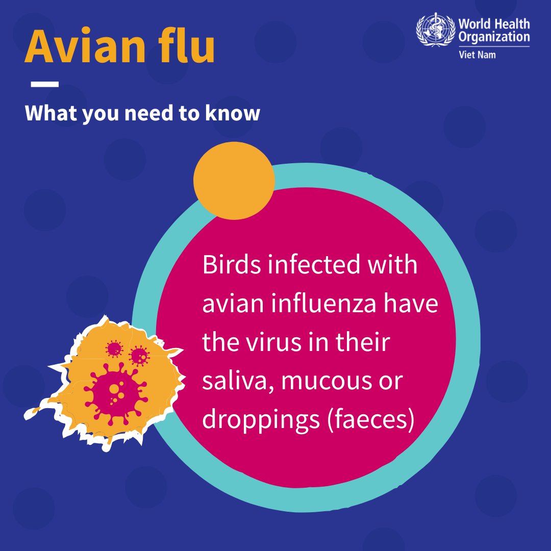 WHOVietnam's tweet image. #AvianInfluenza is not just a threat to poultry and birds – it can be transmitted to humans.
You are at more risk of #H5N1 if you have close contact with sick or dead poultry or birds, their saliva, mucous or droppings when handling, culling, slaughtering or processing them.…