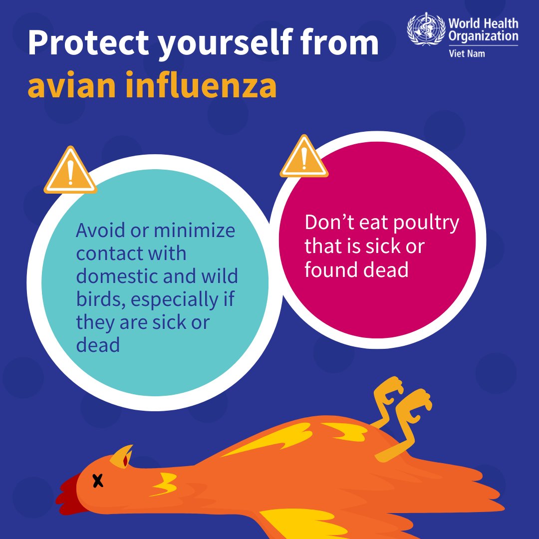 WHOVietnam's tweet image. #AvianInfluenza is not just a threat to poultry and birds – it can be transmitted to humans.
You are at more risk of #H5N1 if you have close contact with sick or dead poultry or birds, their saliva, mucous or droppings when handling, culling, slaughtering or processing them.…