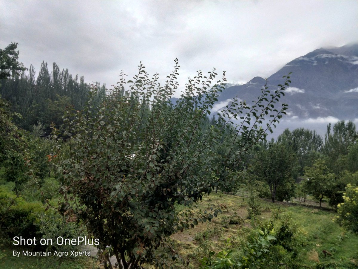 AgroXperts's tweet image. My view ...#Gilgit after rain.