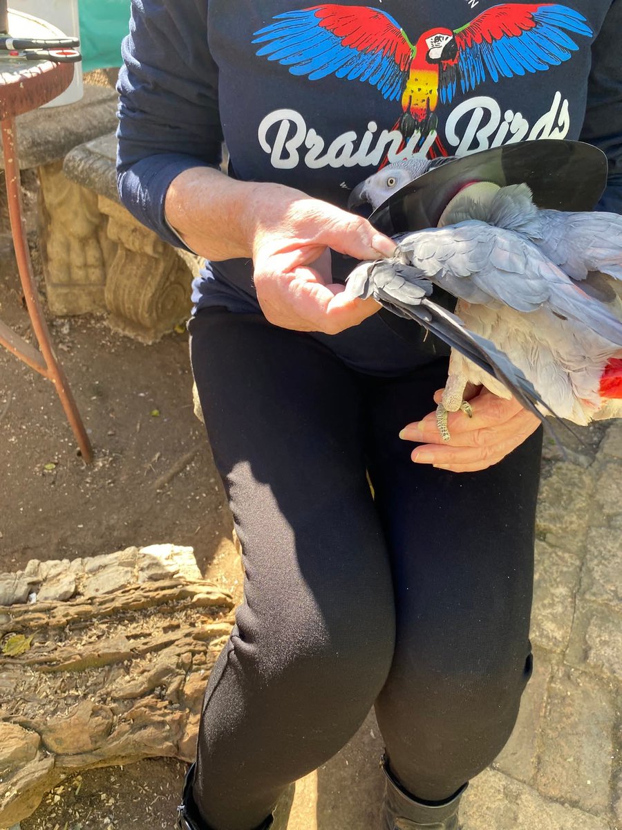 brainybirds_sa's tweet image. Whether you agree with clipping a Bird's wings or not, this is not clipping. This is hacking. Pure ignorance and abuse.