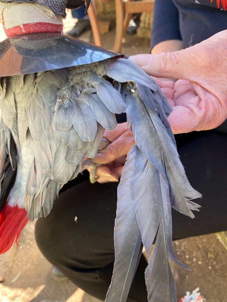 brainybirds_sa's tweet image. Whether you agree with clipping a Bird's wings or not, this is not clipping. This is hacking. Pure ignorance and abuse.