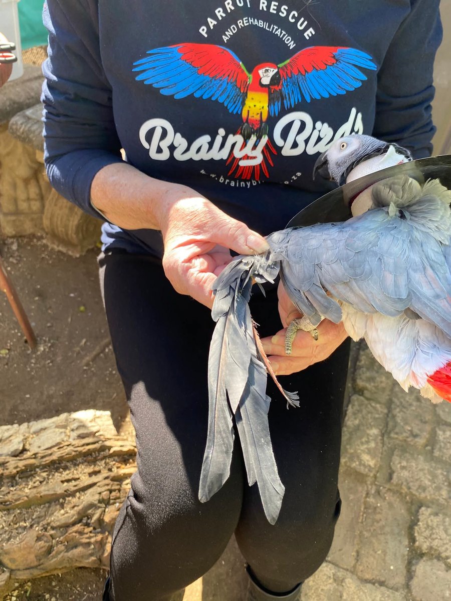 brainybirds_sa's tweet image. Whether you agree with clipping a Bird's wings or not, this is not clipping. This is hacking. Pure ignorance and abuse.