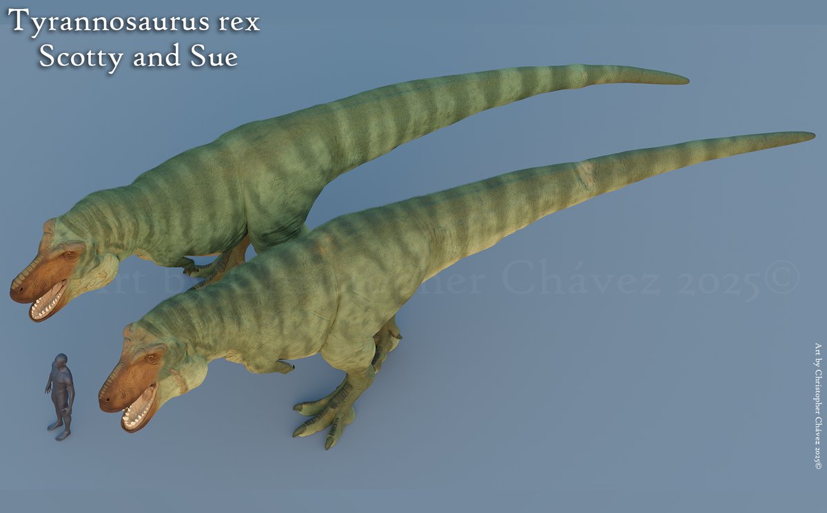 khriskath's tweet image. The two largest Tyrannosaurus discovered and studied so far.
The diagram made by Scott Hartman was used as a base reference.
#paleoart #tyrannosaurus #zbrush #huion #ᴘʜᴏᴛᴏsʜᴏᴘ
