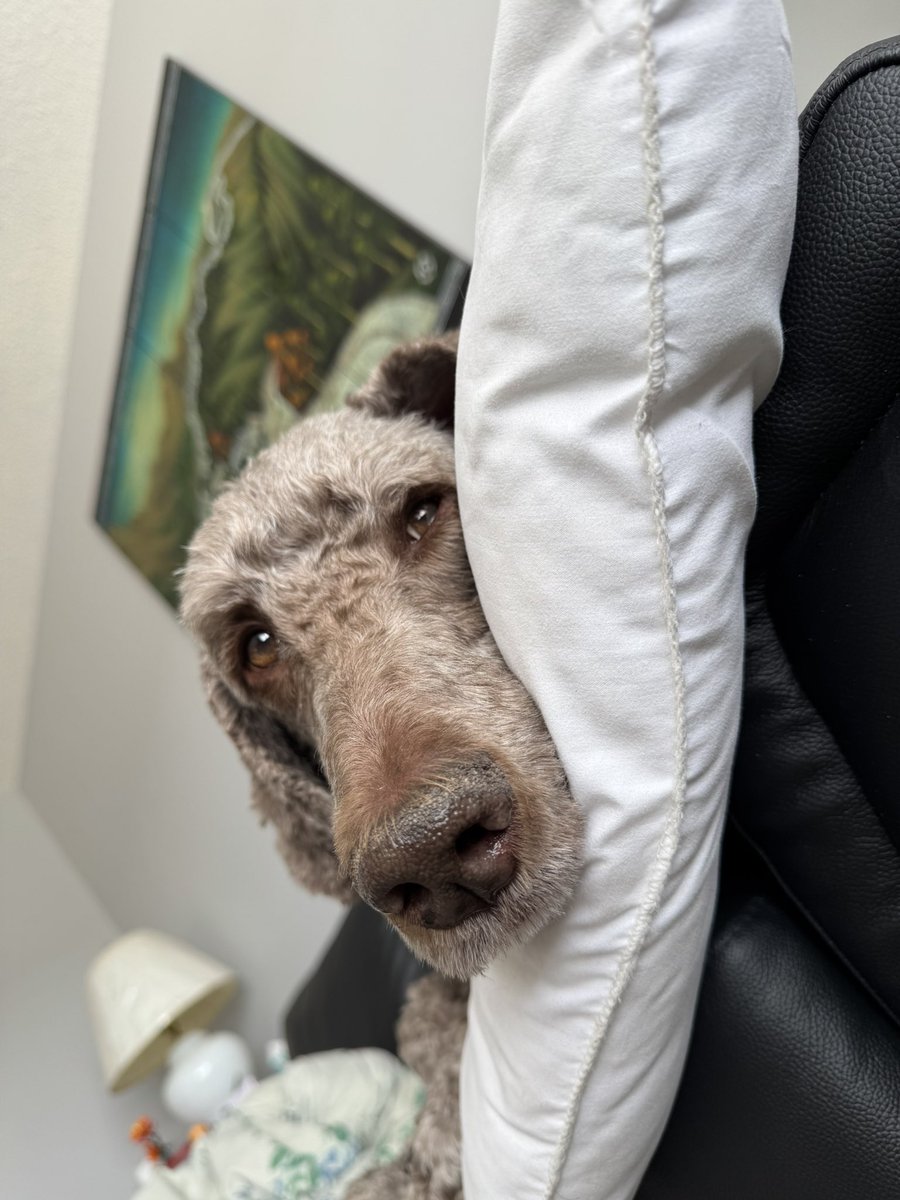 Ryan_the_Spoo's tweet image. Just resting up and waiting for the weekend. Happy #humpday #spoo