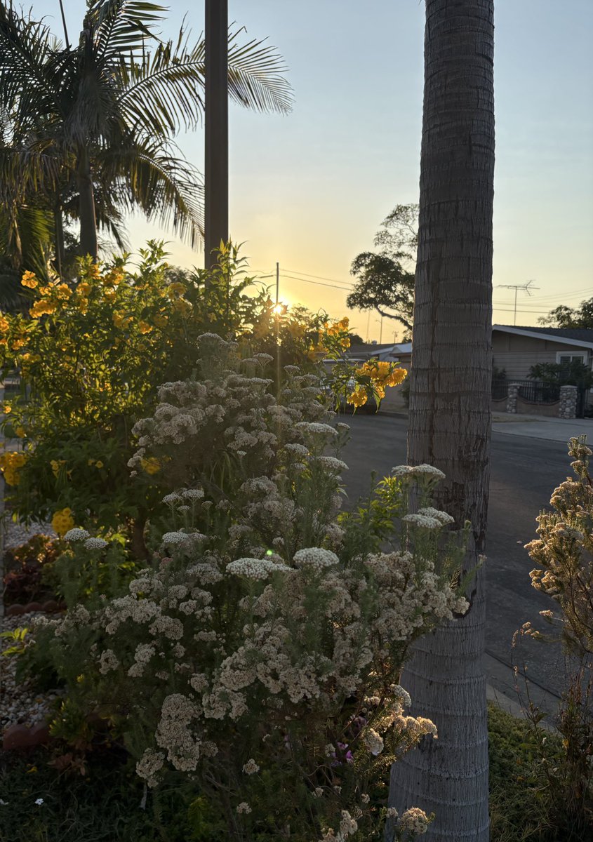 maaybe_baaby's tweet photo. my walk was pretty https://t.co/SGM7eDjrSh
