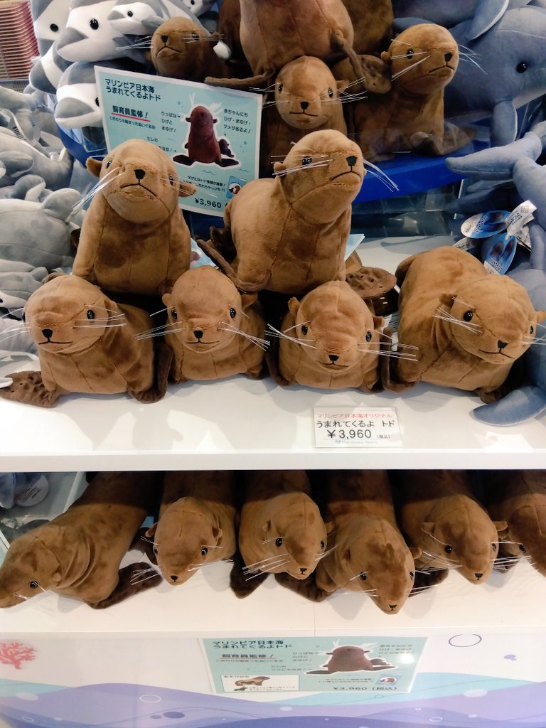 marinepiaheart's tweet image. 新発売‼️ 水族館職員 監修
うまれてくるよ トド
2023年マリンピアにトドの赤ちゃんが誕生し、今年2歳になりました✨
生まれたときの嬉しさを形に、赤ちゃんがお母さんのお腹から出てくるぬいぐるみを作りました!
ヒゲや爪、顔立ちなど細部にまでこだわったぬいぐるみです!
#トド
#マリンピア