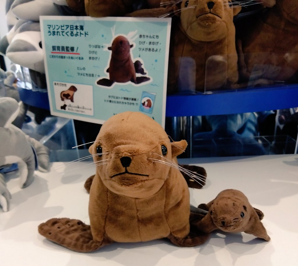 marinepiaheart's tweet image. 新発売‼️ 水族館職員 監修
うまれてくるよ トド
2023年マリンピアにトドの赤ちゃんが誕生し、今年2歳になりました✨
生まれたときの嬉しさを形に、赤ちゃんがお母さんのお腹から出てくるぬいぐるみを作りました!
ヒゲや爪、顔立ちなど細部にまでこだわったぬいぐるみです!
#トド
#マリンピア