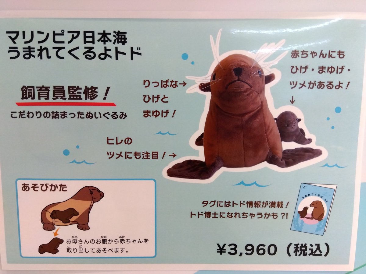marinepiaheart's tweet image. 新発売‼️ 水族館職員 監修
うまれてくるよ トド
2023年マリンピアにトドの赤ちゃんが誕生し、今年2歳になりました✨
生まれたときの嬉しさを形に、赤ちゃんがお母さんのお腹から出てくるぬいぐるみを作りました!
ヒゲや爪、顔立ちなど細部にまでこだわったぬいぐるみです!
#トド
#マリンピア