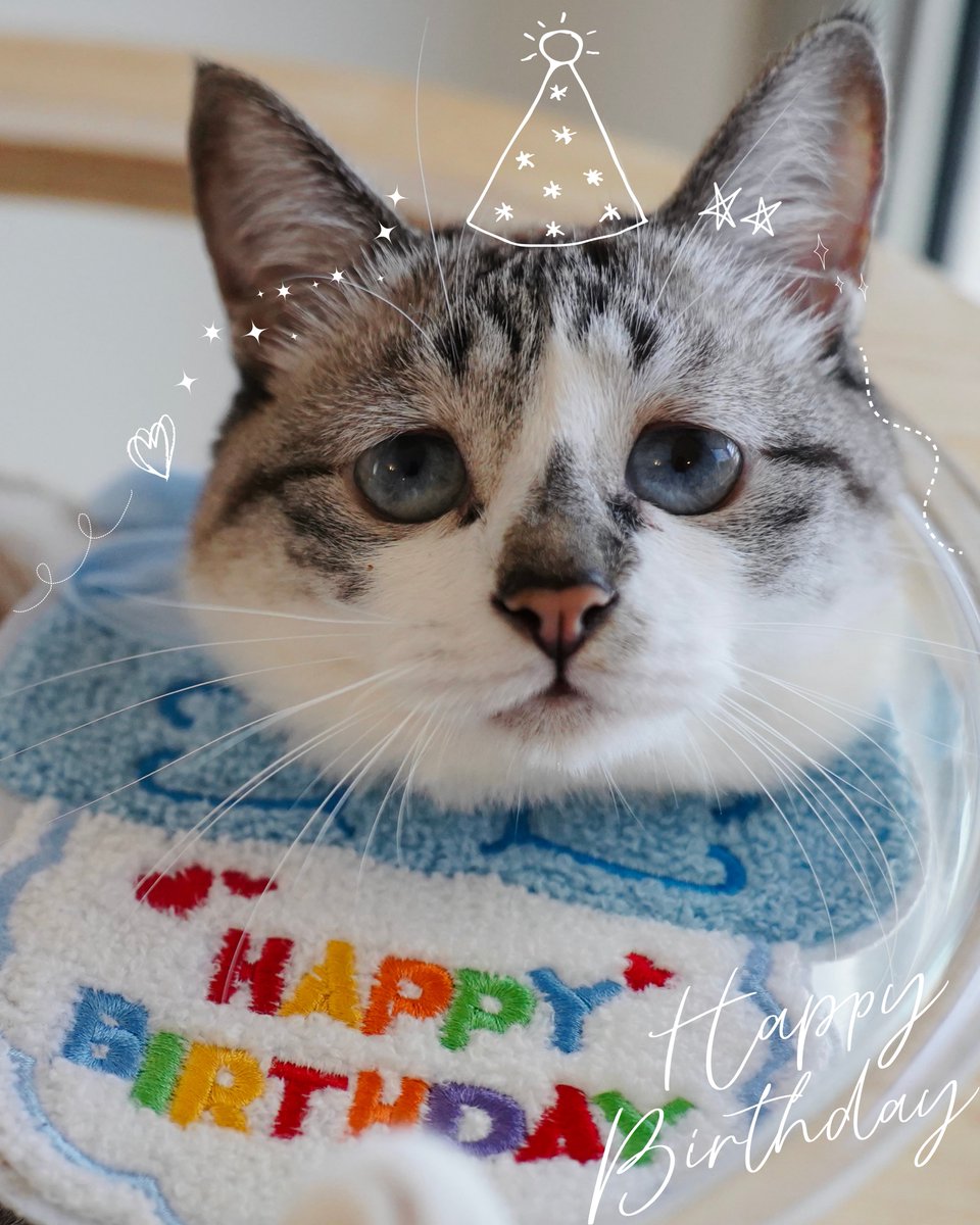 本日ミントのお誕生日！ 4歳になったみんちゃんもよろしくお願いします