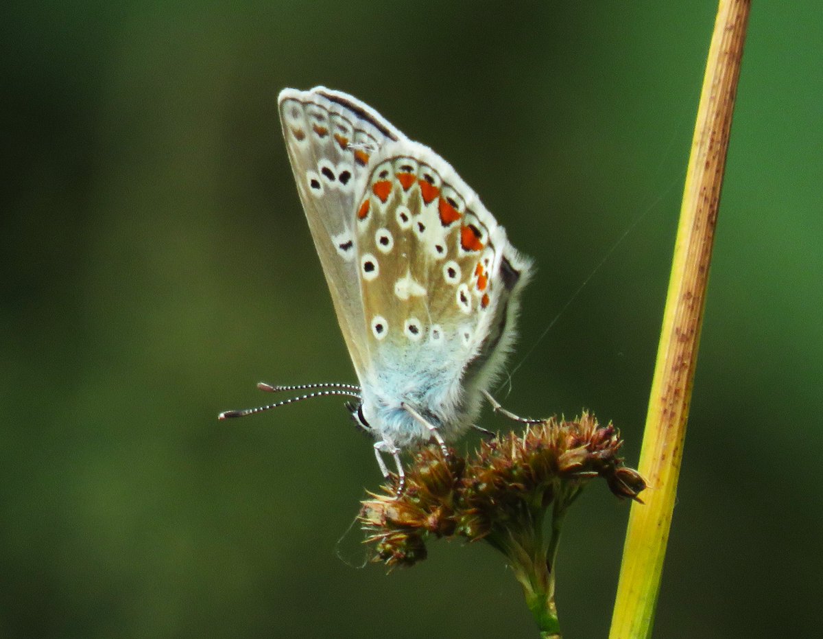 MatthewShute's tweet image. The Polyommatus (many-eyed) Icarus gets its name from the spots decorating the underside of its gorgeous wings. I was thrilled to meet this one's acquaintance, and to share this shot with you for
#InsectThursday !
💚 🦋 🤍 🧡