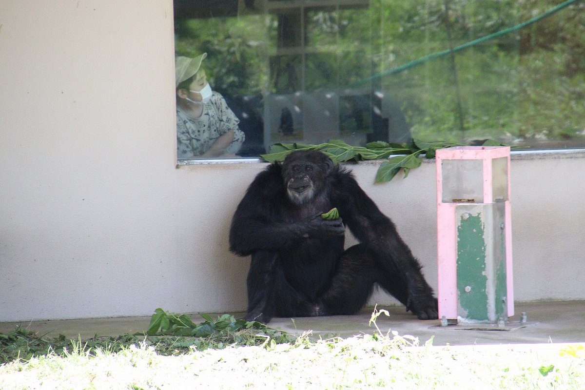 omoriyama_zoo's tweet image. 【世界チンパンジーの日特別イベントを開催】7月14日の「世界チンパンジーの日」にちなんで、13日に開催しました。4種類の箱に隠された好物をジェーンとボンタが食べる様子を見ながら、その特徴や生態を学びました。ボンタは器用にゆでたまごの殻だけ口から吐き出して食べていましたよ。