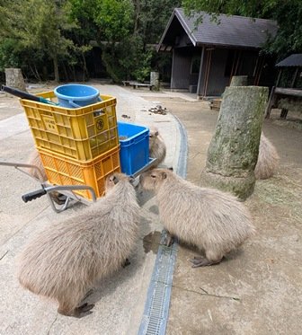 capipiro's tweet image. 平日月曜日、

朝食タイムが近づきざわつく長崎空腹カピ軍団！

(2025.05.26長崎バイオパーク)