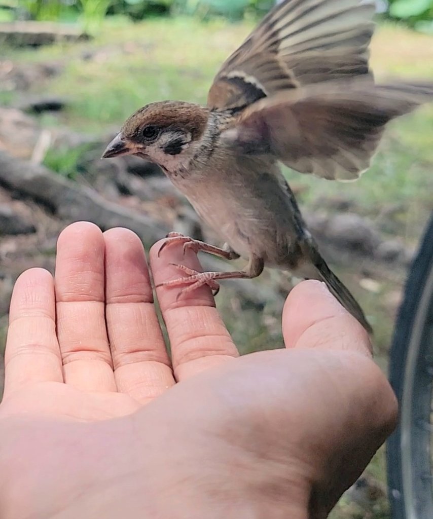 pi_pipi33's tweet image. スズメﾁｬﾝ🪶♪
ｵﾊﾖｰｺﾞｻﾞｲﾏｽ 🐥(⁠•⁠ө⁠•⁠)⁠