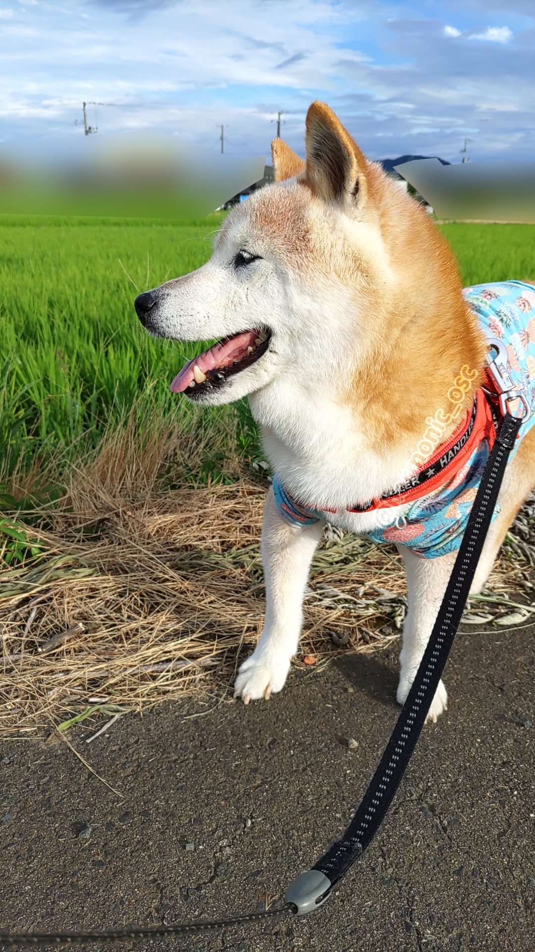 yutaka4848🐕🐾🎮💻_φ(・_・ on X: 