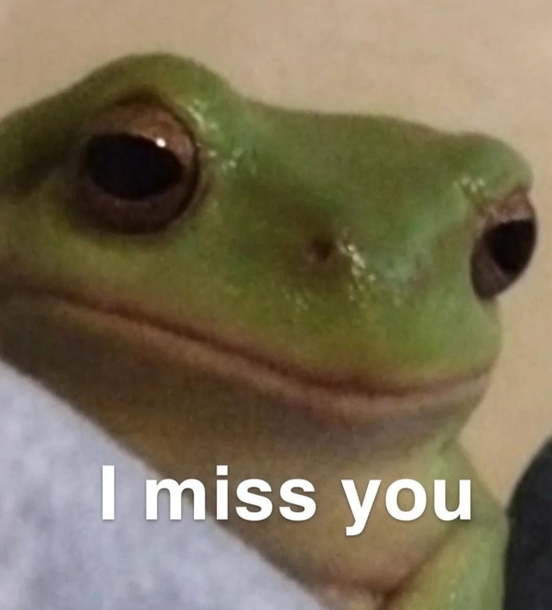 nocontextfrogs's tweet photo. https://t.co/Ksh7ctRWvD