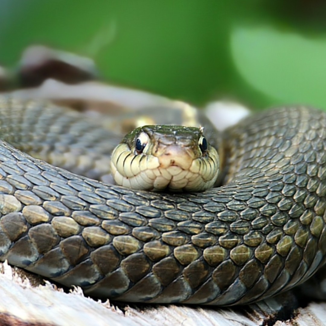 OhioDivWildlife's tweet image. 🐍 The eastern gartersnake is our most common gartersnake. It can be found across the state in moist areas, such as damp woods and grasslands, and the edge of ponds, lakes, streams, and rivers.
📷 Jess Bianco