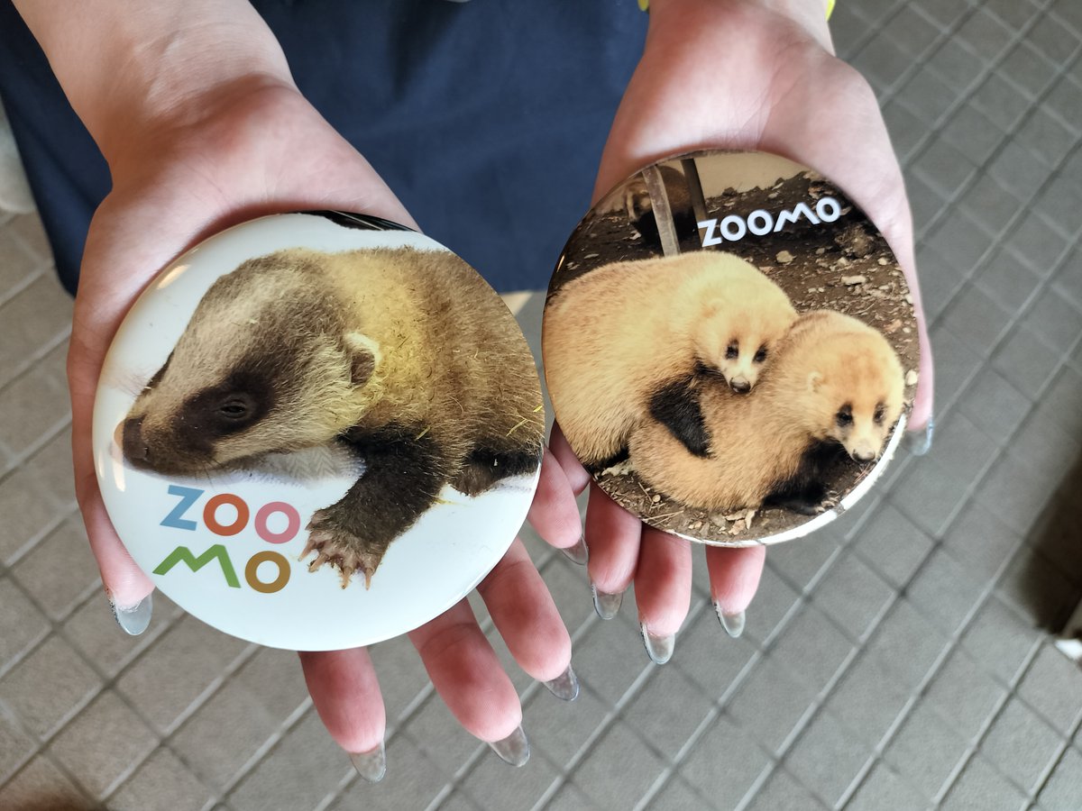 ニホンアナグマの子どもたち展示場デビュー記念！！
ＺＯＯＭＯで飼育しているニホンアナグマたちの個性豊かな表情を缶バッジ＆マグネットにいたしました！
さ・ら・に！ドドーンッ！！！直径10㎝⁉ビッグサイズの缶バッジも数量限定で登場‼
後日オンラインショップでも発売予定です！お楽しみに。