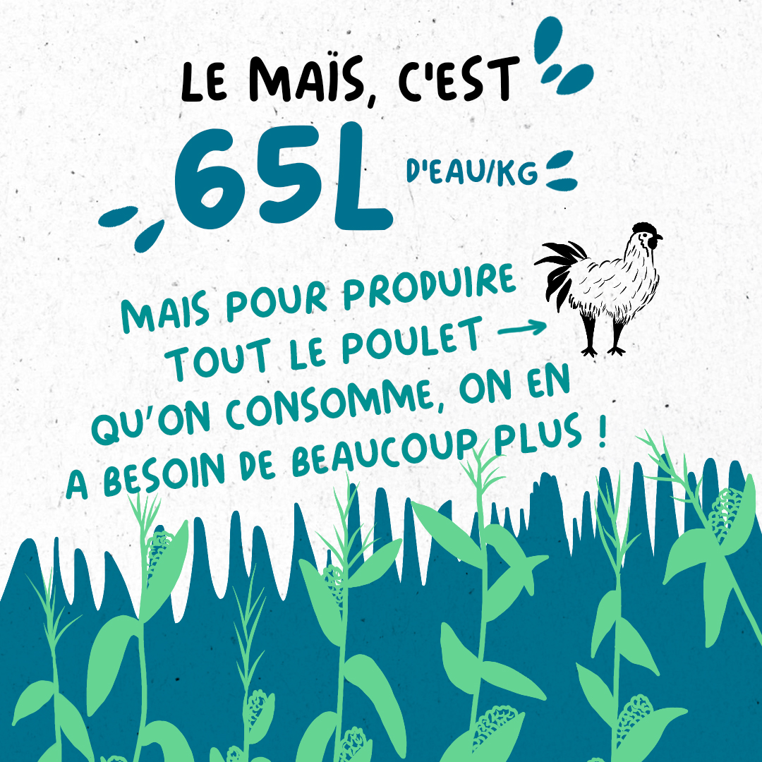 WWFFrance's tweet image. 🌽 1 kg de maïs = 65L d’eau 💧
Mais pour produire tout le poulet qu’on consomme avec… c’est beaucoup plus !

Notre alimentation pèse lourd sur la ressource en eau. Il est temps de repenser notre assiette. 👉wwf.fr/projets/incite…