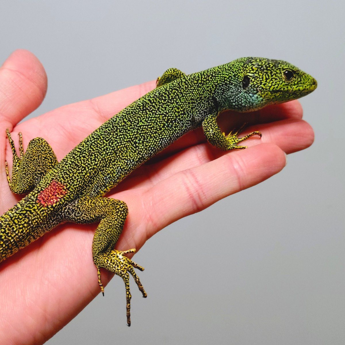wanted_to_pet's tweet image. ♂は手に乗せてもしばらくはおとなしい…でもカナヘビなので油断はできない😅
ワイルドなのに警戒心があまりないね😊
#メディアカナヘビ